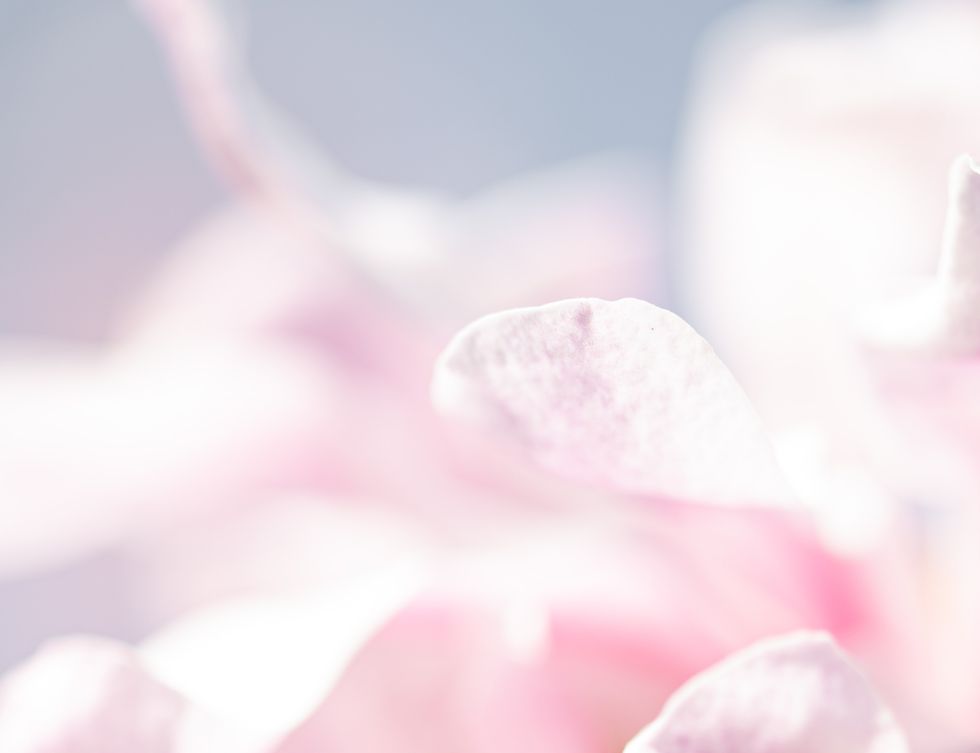 closeup di un fiore rosa