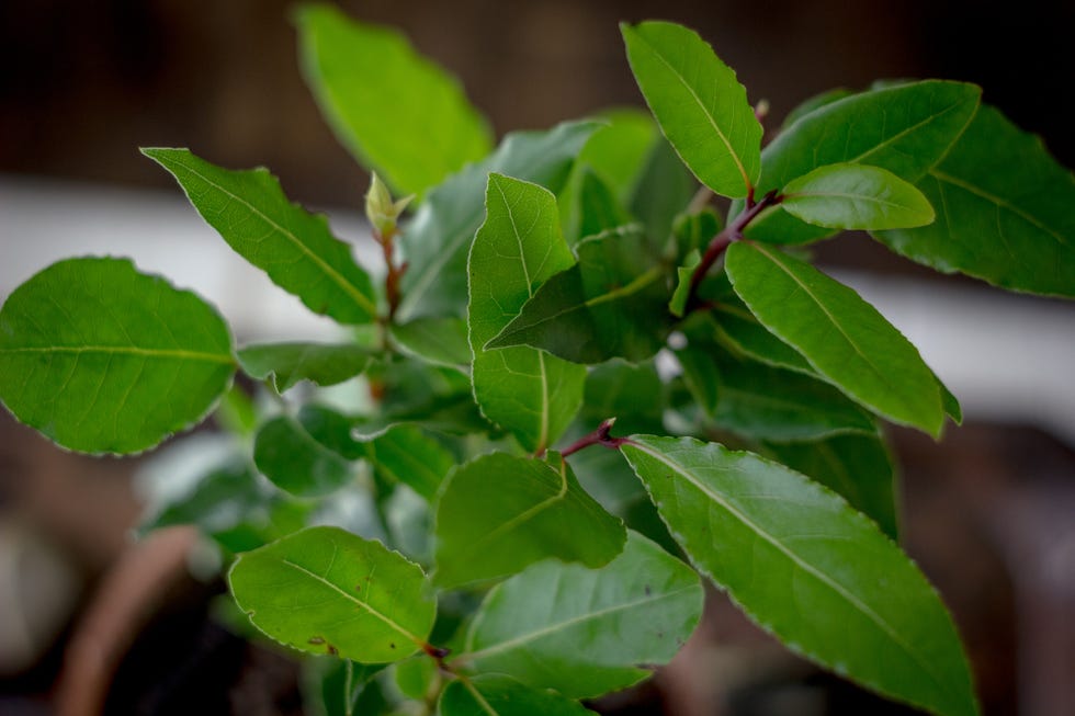 How to Grow a Bay Leaf Tree