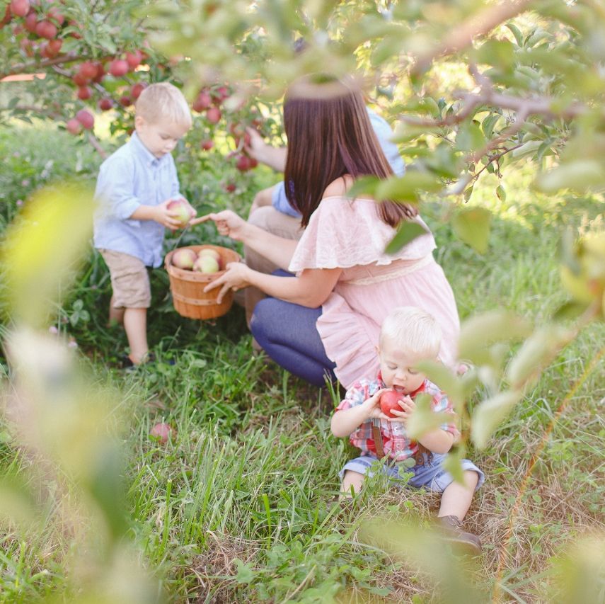 a mom and three children picking apples in an orchard