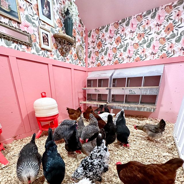 a group of chickens in a coop