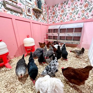a group of chickens in a coop