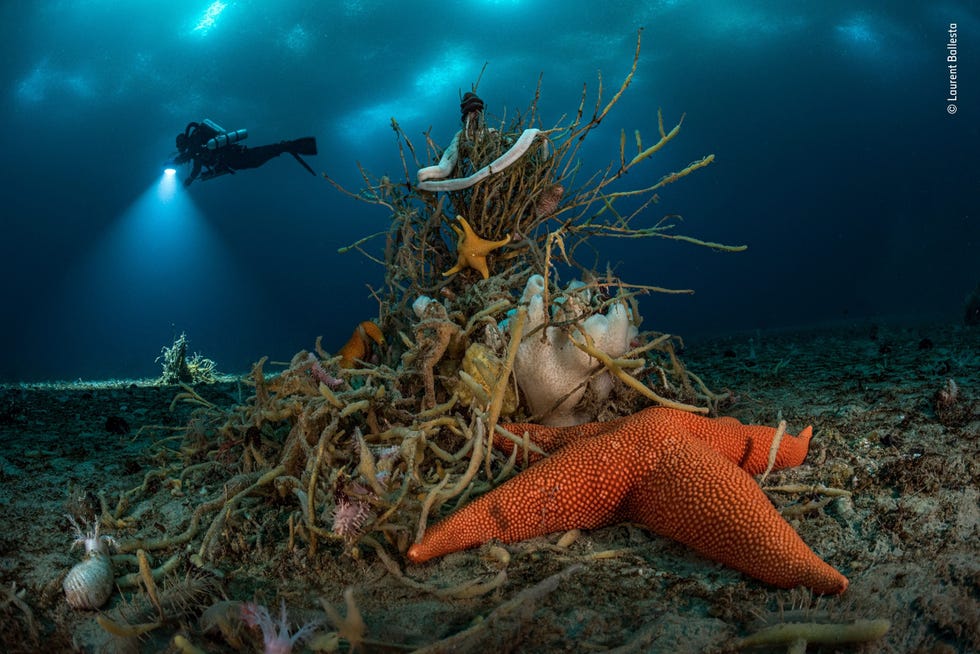 ‘Under Antarctic ice’ by Laurent Ballesta, France Winner, Portfolio Award Meer dan dertig meter onder het ijs van OostAntarctica onthult de Franse fotograaf en bioloog Laurent Ballesta een verborgen schat aan koudwaterleven Om deze levende heuvel van spons zeesterren en reusachtige lintwormen vast te leggen dook Ballesta maar liefst 32 keer bij temperaturen onder het vriespunt Een van die duiken was de diepste en langste duik die ooit in Antarctica is gemaakt