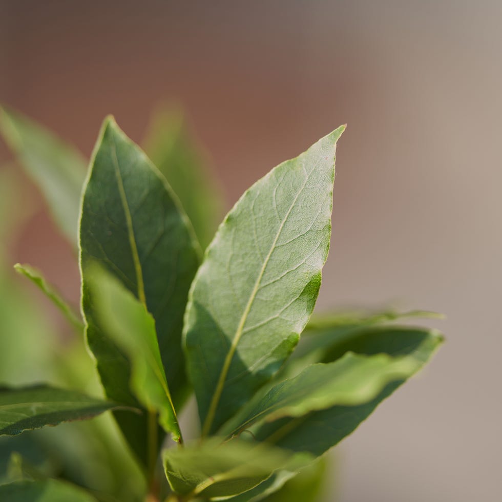 How to Grow a Bay Leaf Tree