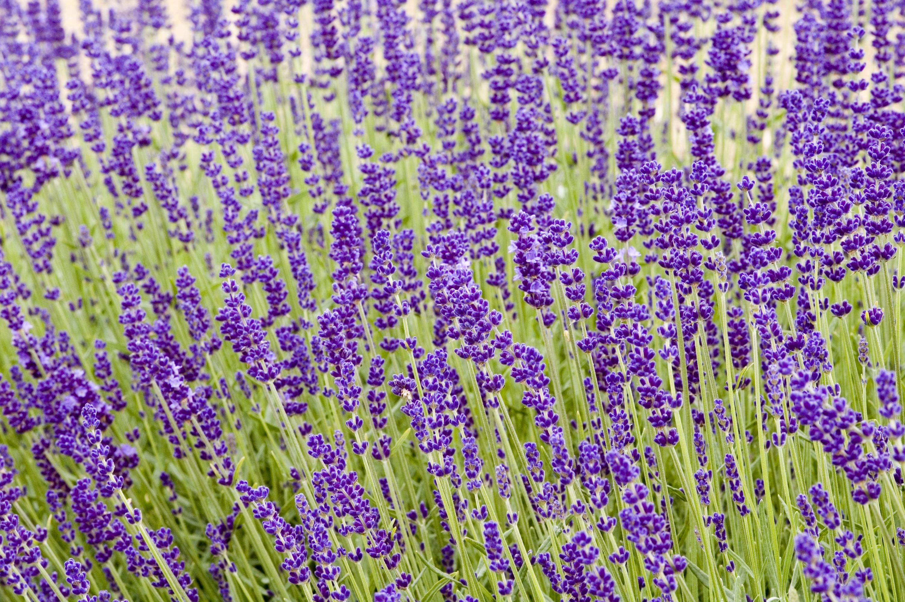 How to Grow and Care for Lavender Plants - Lavender Grow Guide