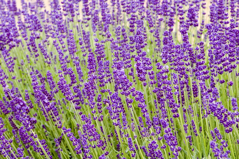 lavandula angustifolia hidcote