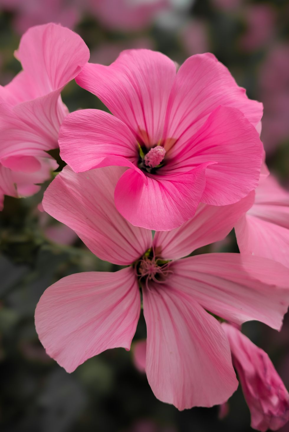 lavatera