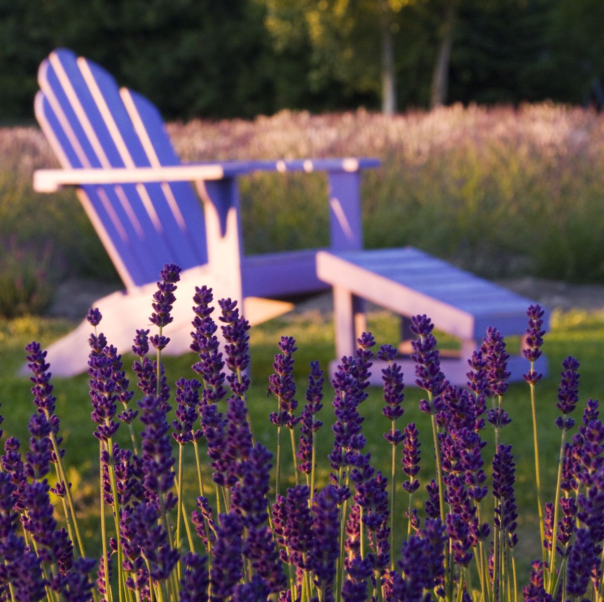 Growing lavender in Michigan: Advice for a purple garden - Gardening in  Michigan