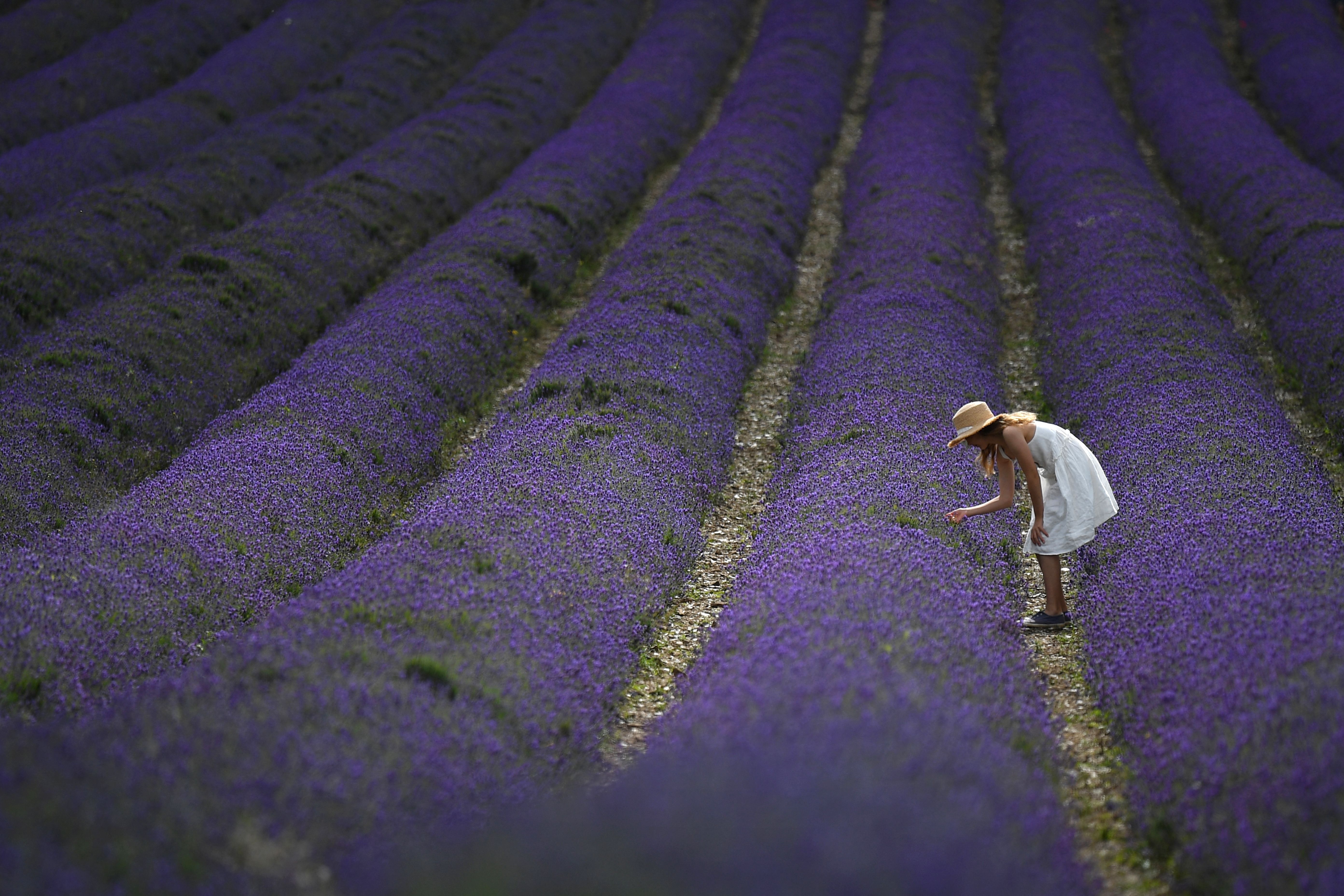 The 5 flower fields in Hampshire that are definitely made for