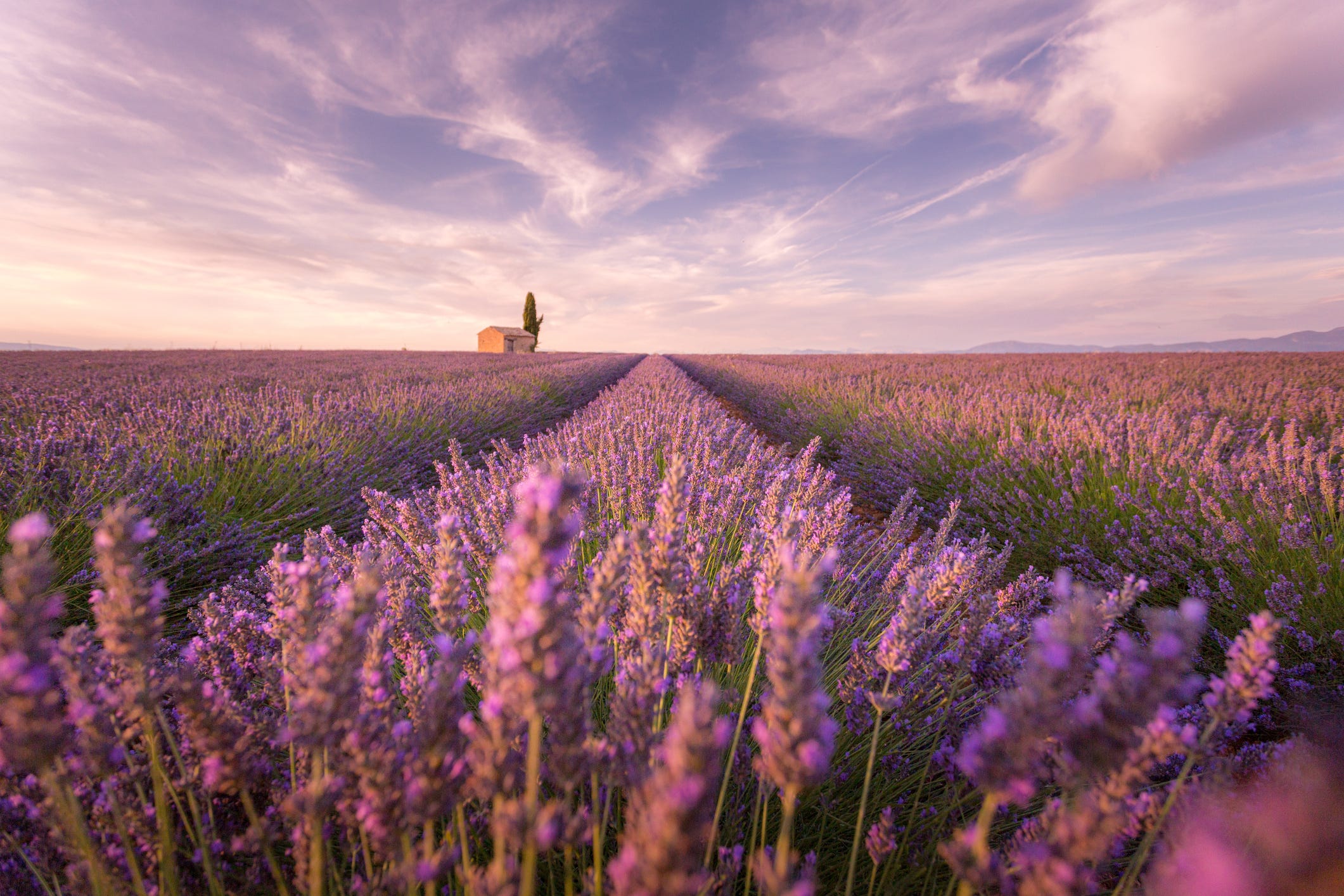 Everything You Need to Know About Growing Lavender