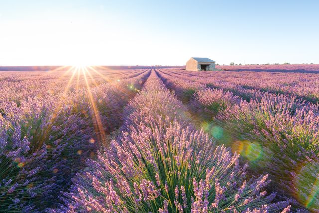 lavender field in provence, france, with a stone hut at sunset.