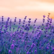lavender field in the summer, natural colors, selective focus