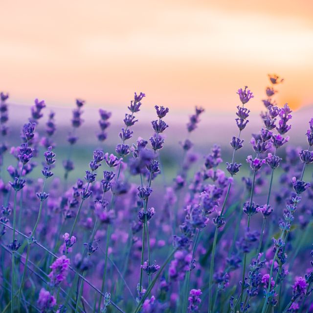 lavender field in the summer, natural colors, selective focus