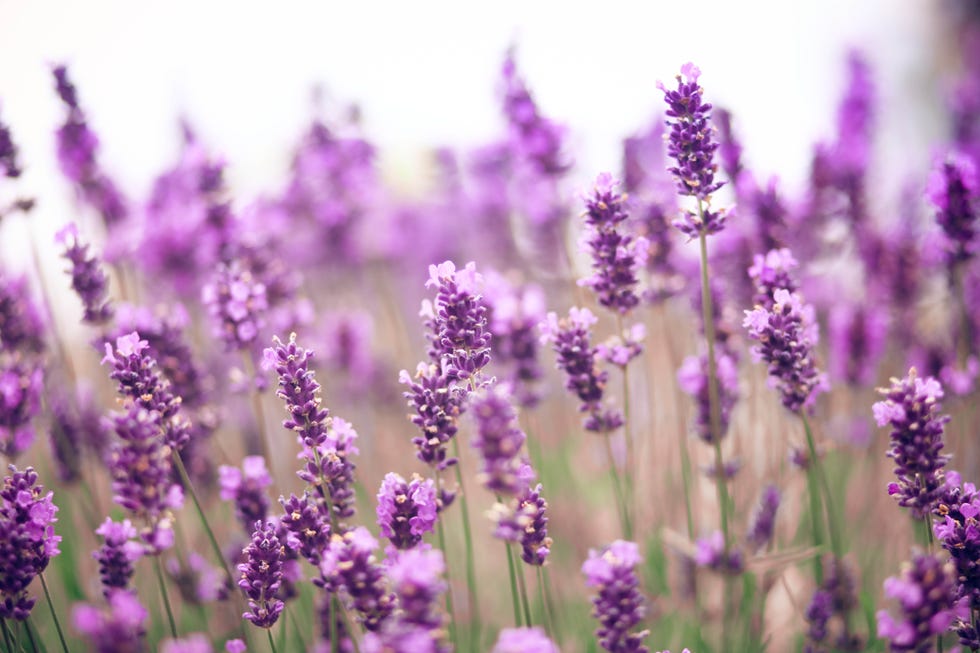 Lavender field Lavender field