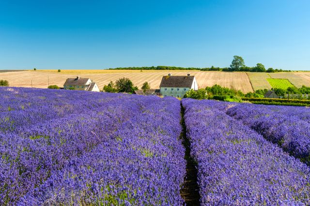 9 Lavender Fields You Need To Visit in 2024