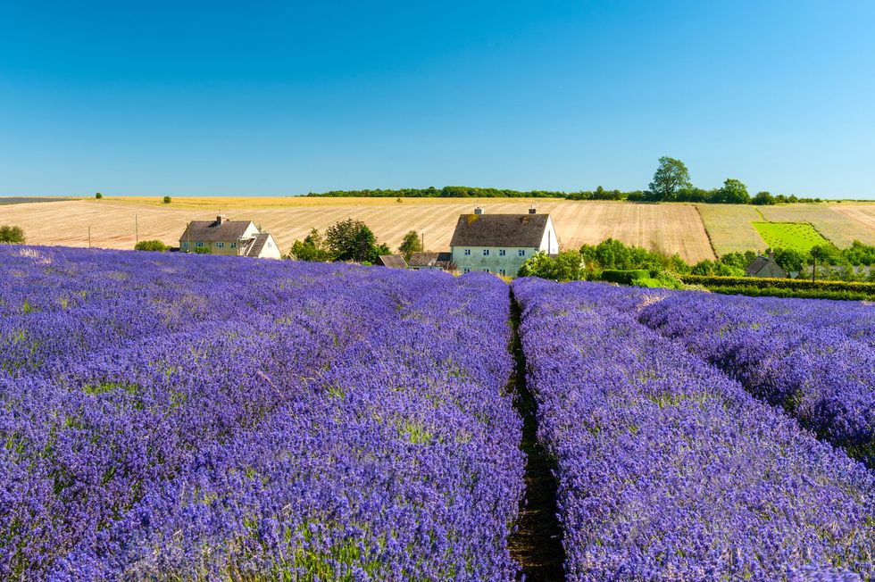 Lavender Field Under Clear Blue Sky