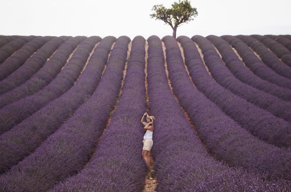 a person standing in a field of purple flowers