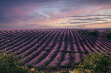 campos de lavanda cerca de brihuega