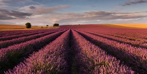 9 lavender fields you need to visit in 2022