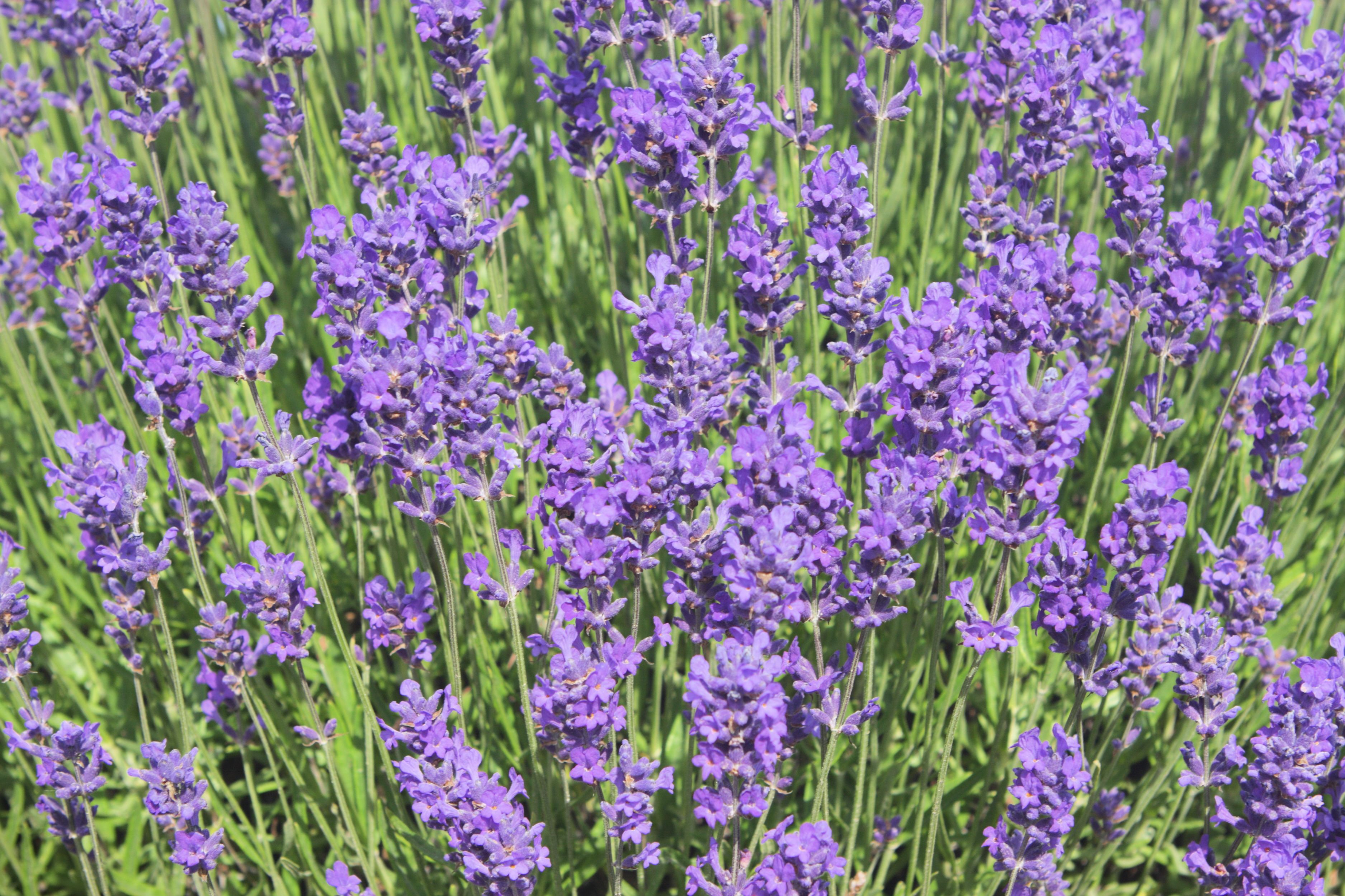 The Best Time To Plant Lavender For A Sweet-Smelling, Vibrant Garden