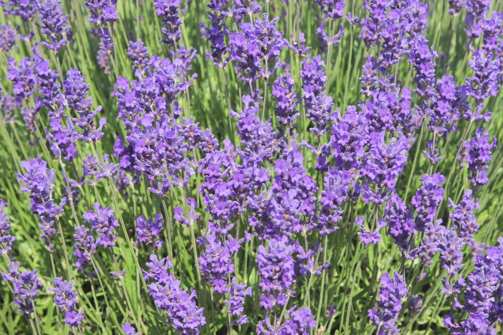 lavender flower blossoms lavandula intermedia garden