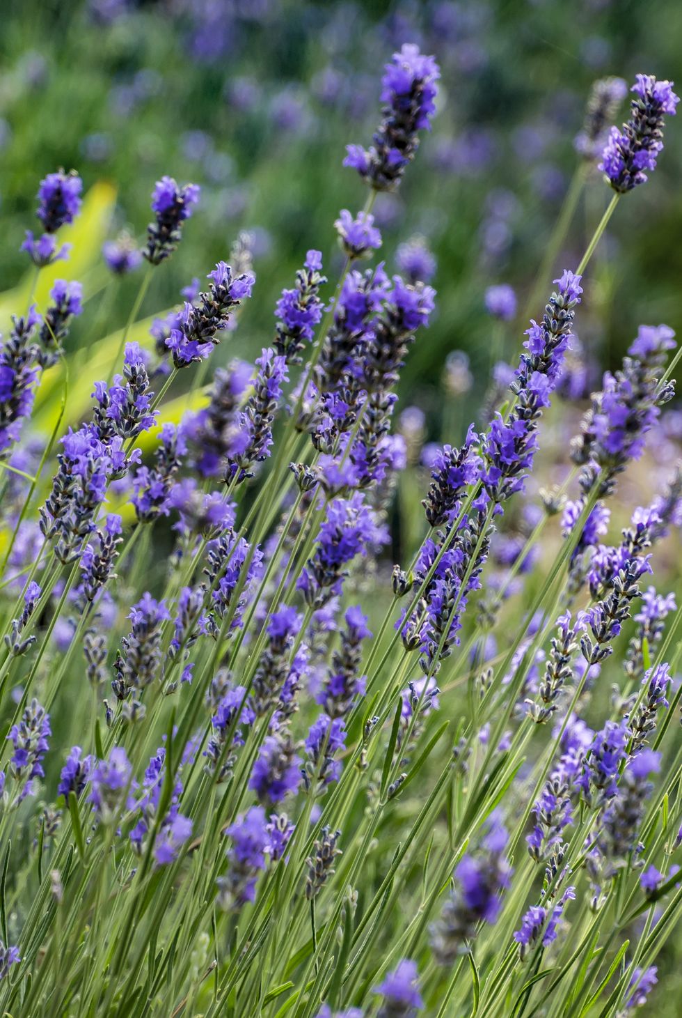 lavender flowers background