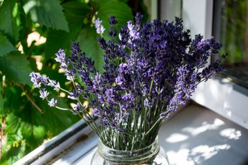 lavender flowers in vase on a window sill