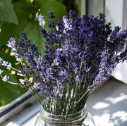 lavender flowers in vase on a window sill