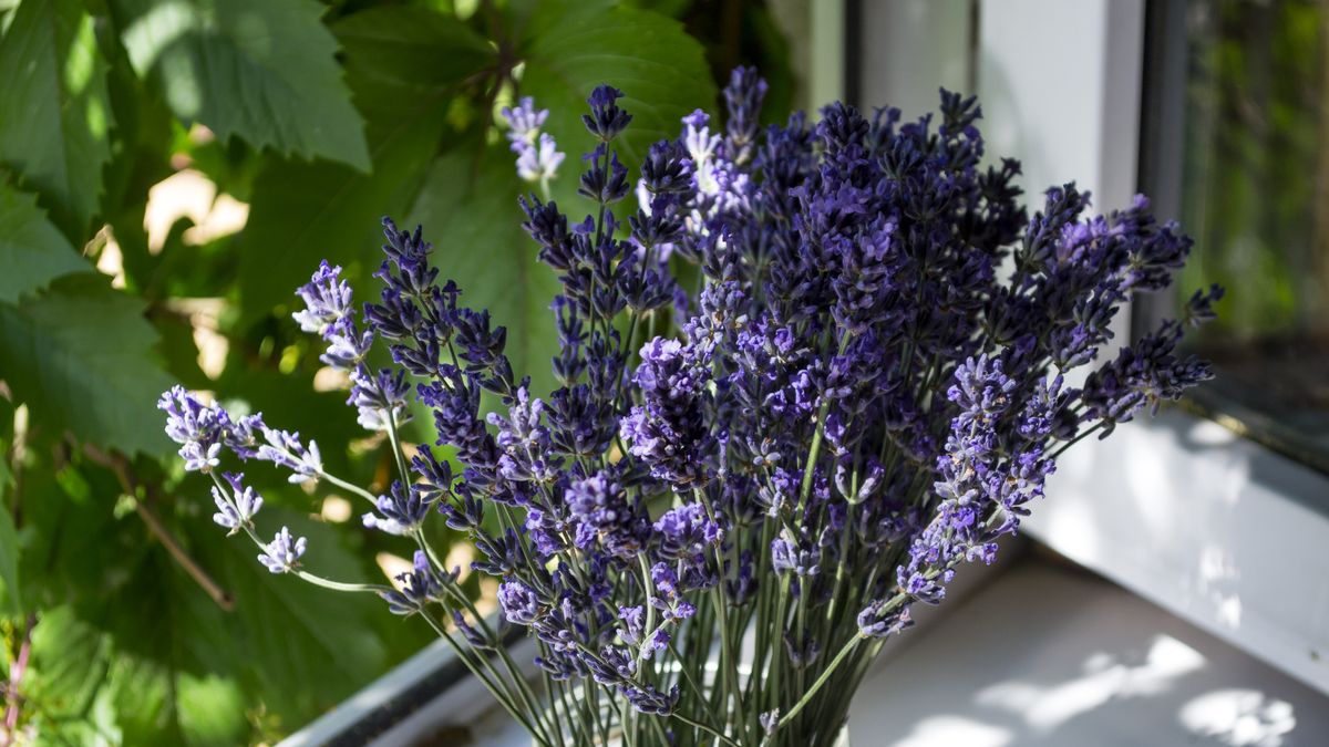 preview for 5 Plants That Help Keep Mosquitoes Away