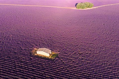 Elke zomer wordt het landschap in de Franse Provence gesierd door een oceaan van lavendel De destilleerderij LEssentiel de Lavande in Clansayes verzorgt gedurende het hele oogstseizoen dagelijkse demonstraties van het destillatieproces