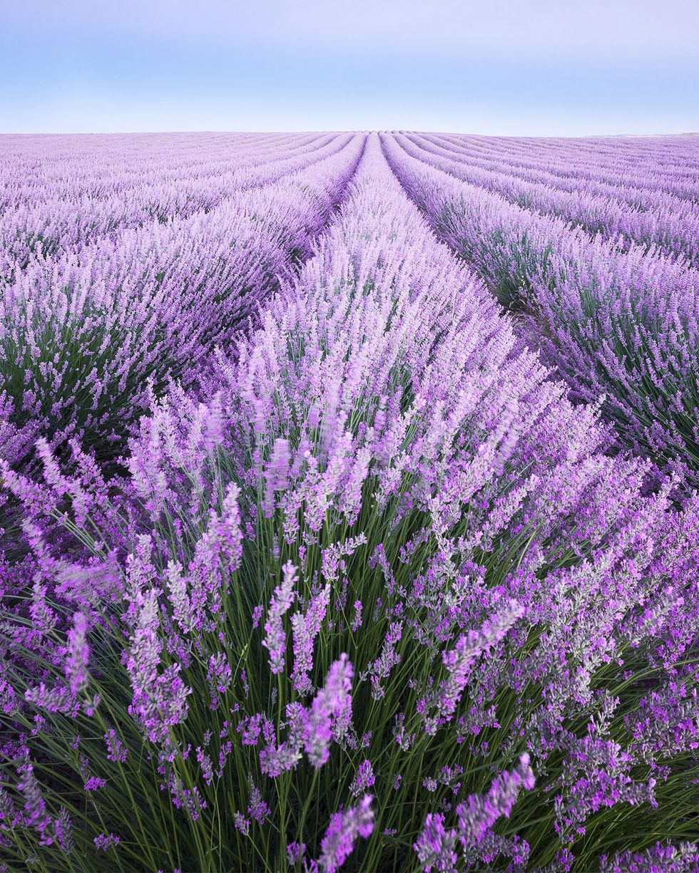 france, provence, lavender fields