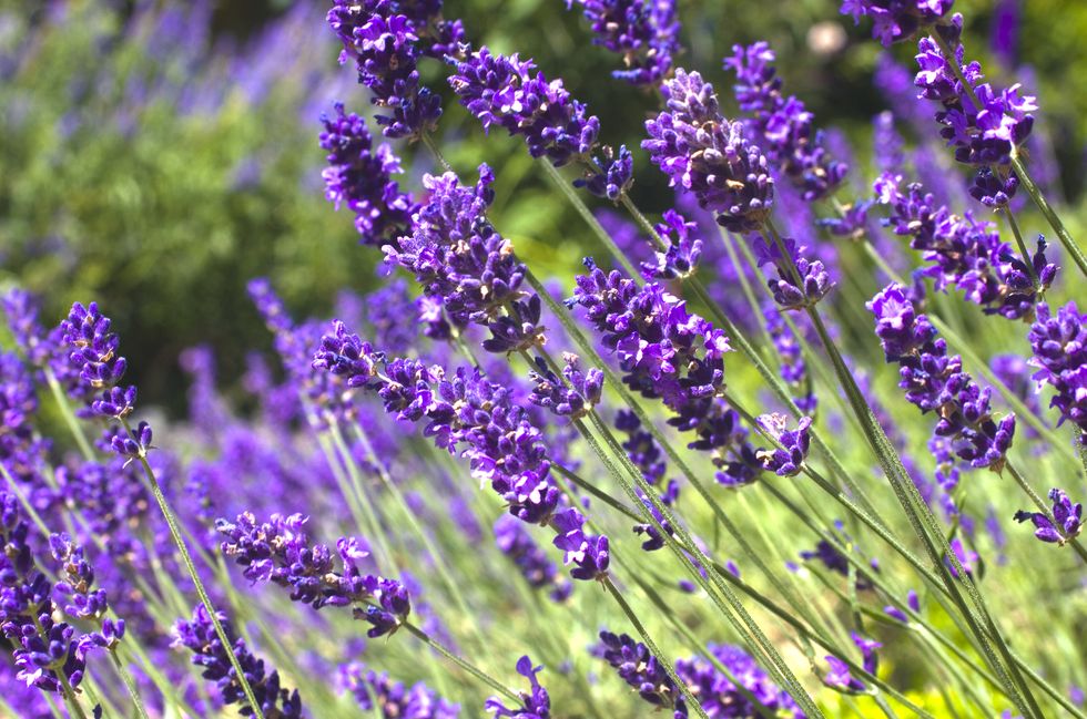 Lavender growing outside