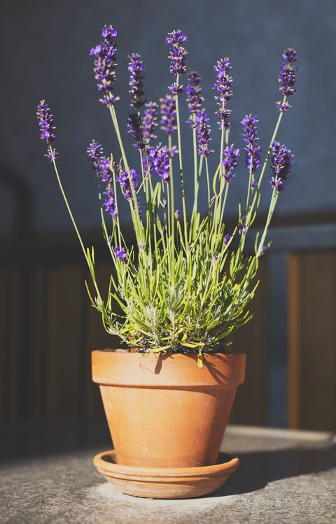 Lavender in a small clay pot