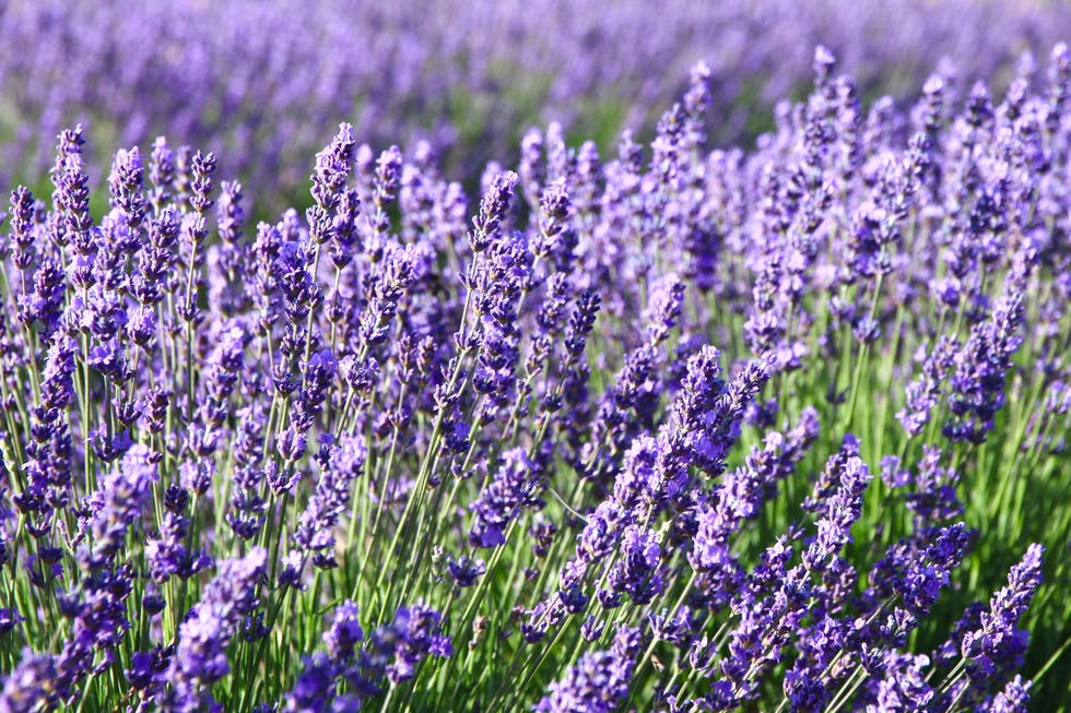 lavender