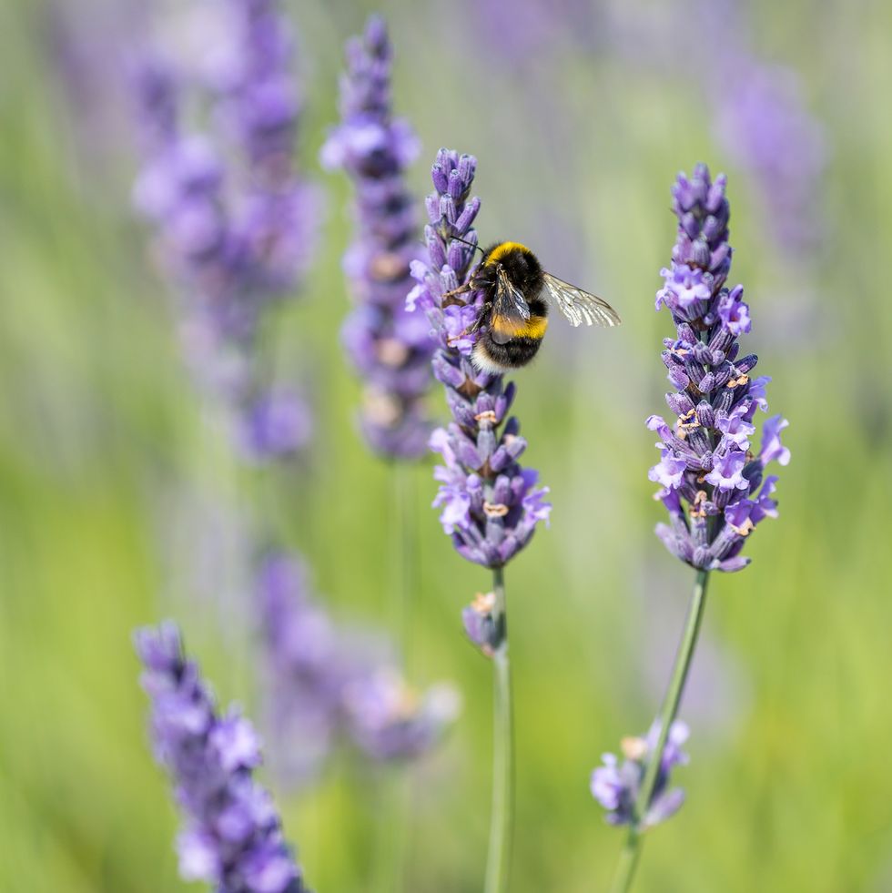 a bee on a lavender flower, on a warm summers day