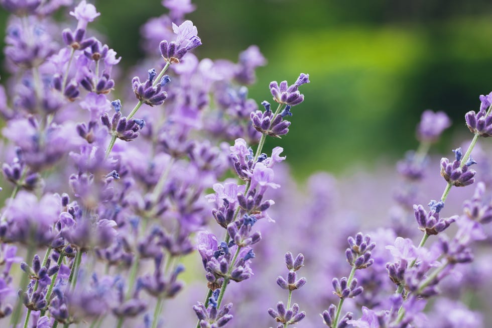 Lavender plant