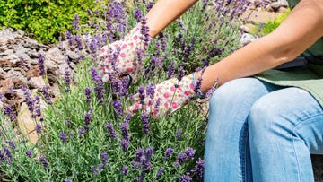 how to grow and take care of french lavender plant outdoors pruning lavender with a secateurs a gardener in gloves and an apron takes care of a blooming flower garden