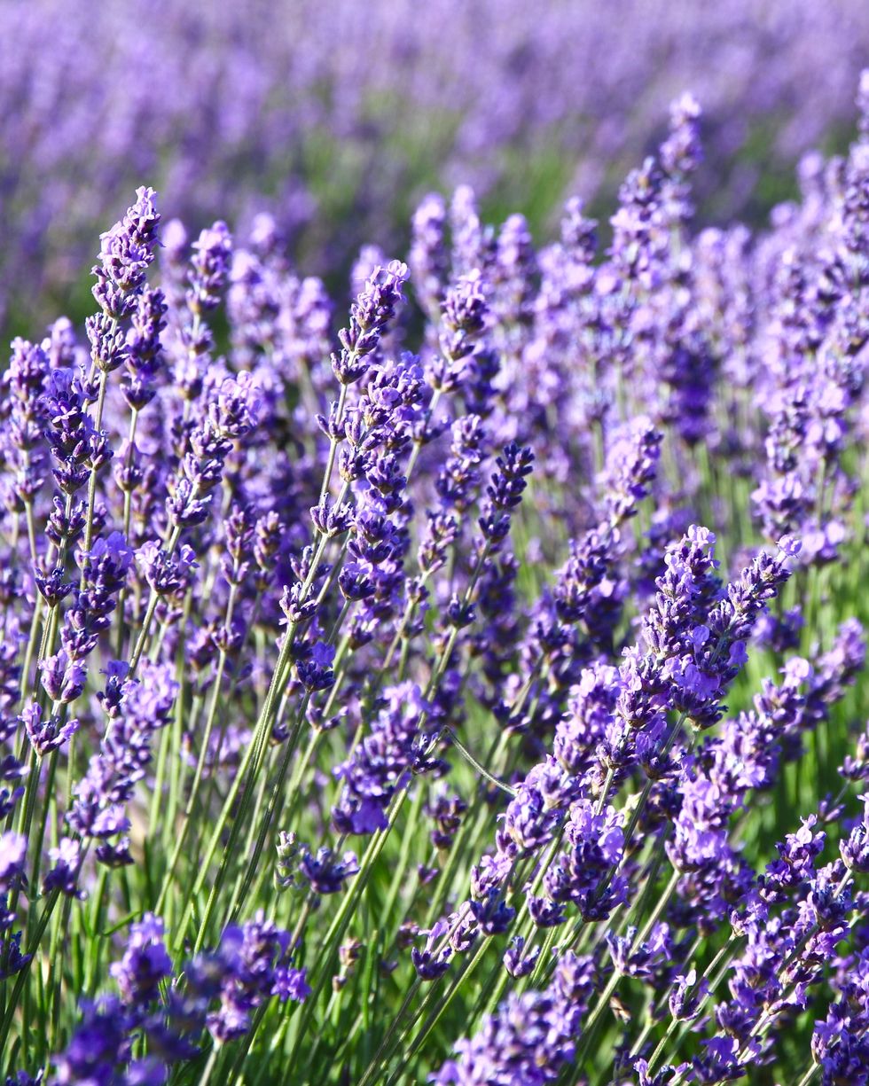 types of flowers lavender