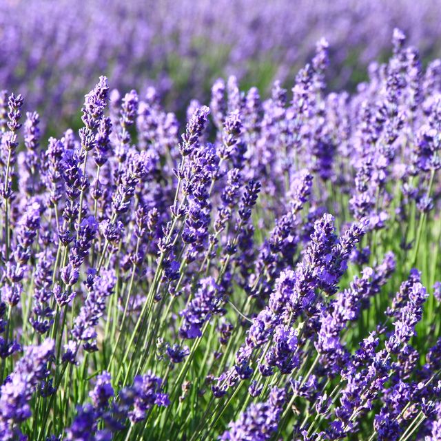 How to Grow and Care for Lavender Plants - Lavender Grow Guide