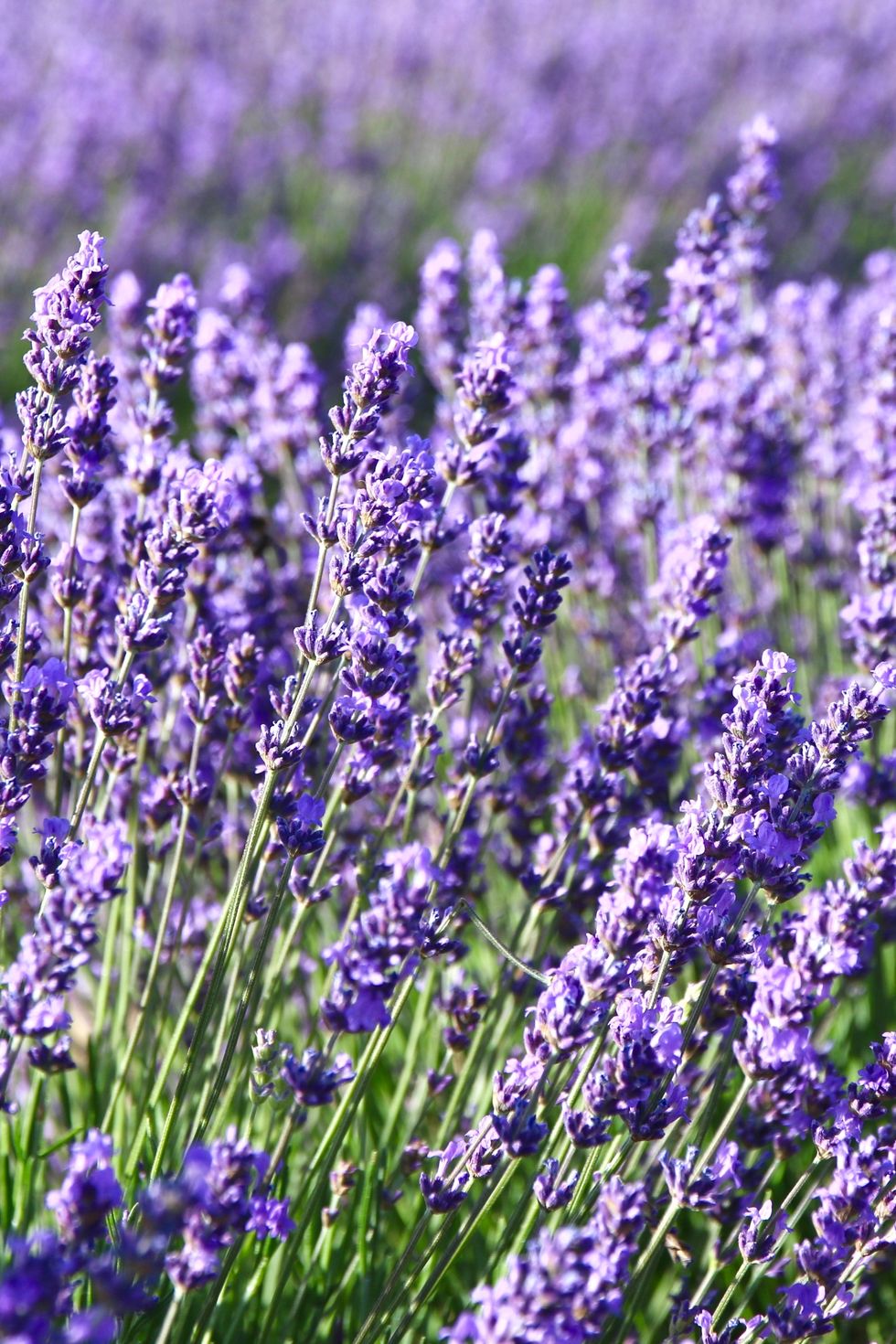 lavenders