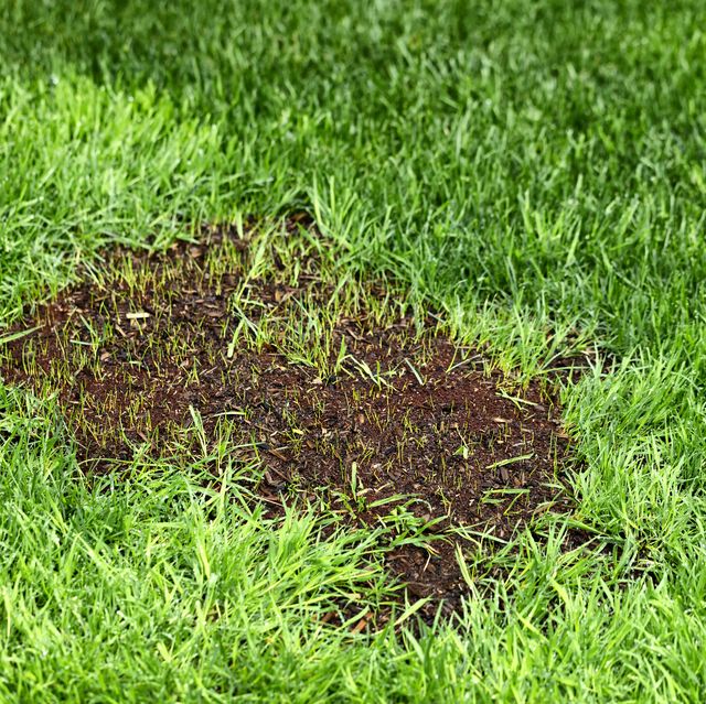 How To Patch Holes In Your Lawn A Step By Step Guide