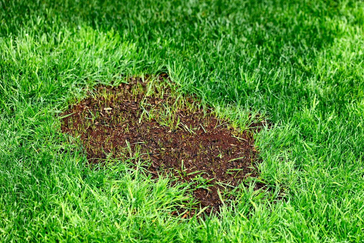 How to Patch Holes in Your Lawn - A Step-by-Step Guide