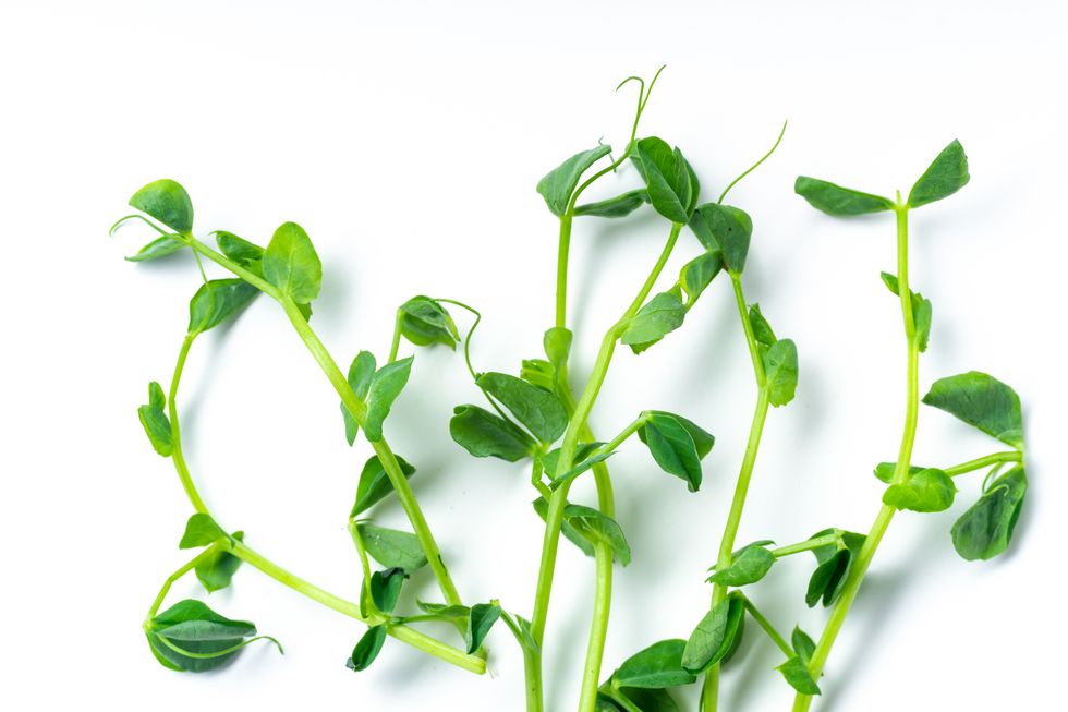 layout with pea shoots isolated on white background