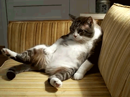 Cat, Felidae, Small to medium-sized cats, Whiskers, Carnivore, European shorthair, Fur, Domestic short-haired cat, Paw, Polydactyl cat, 