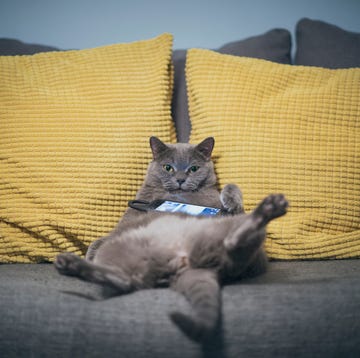 best catproof couches