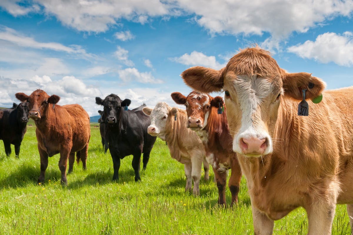 A Massive Bull Semen Explosion in Australia Caused by Large Fire