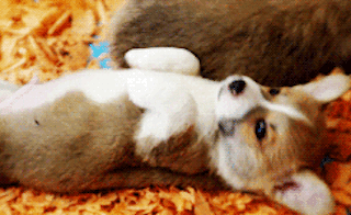 Canidae, Cat, Puppy, Dog breed, Felidae, Carnivore, Kitten, Small to medium-sized cats, Guinea pig, Miniature australian shepherd, 