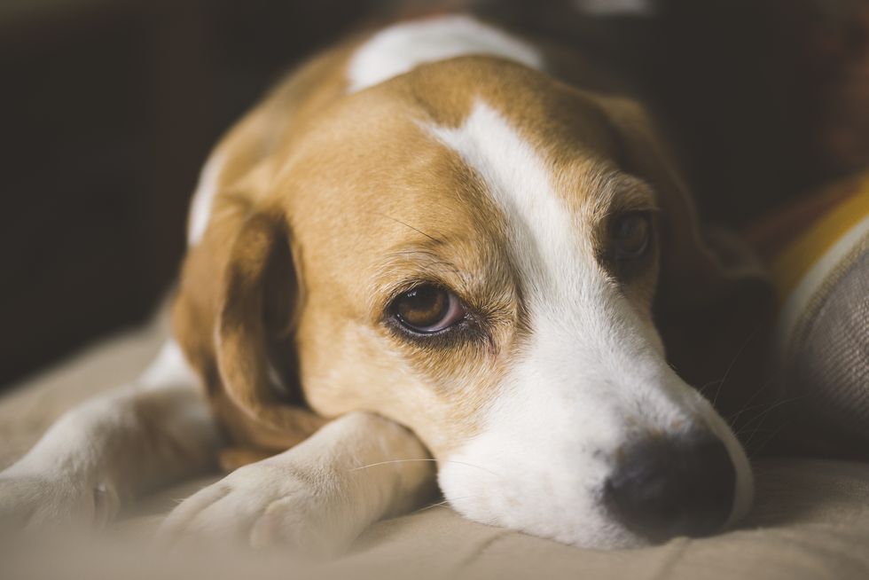 Signs of Depression in Dogs