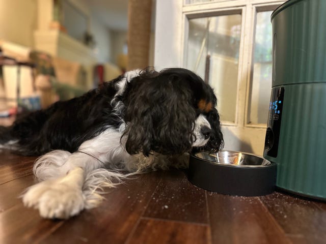 a small black and white dog gazes into his automatic dog feeder, part of a good housekeeping list of the best automatic dog feeders
