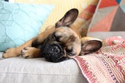 Lazy French Bulldog