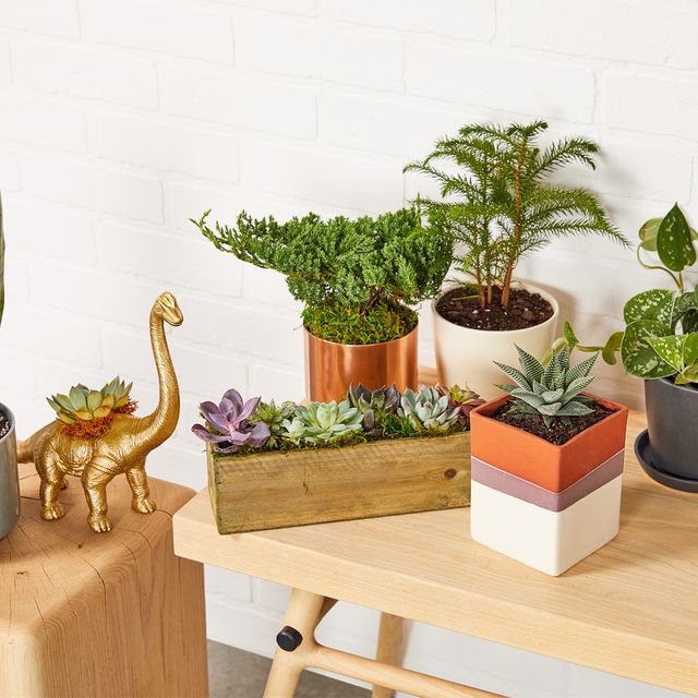Flowerpot, Houseplant, Plant, Shelf, Herb, Flower, Grass family, Cactus, Room, Table, 
